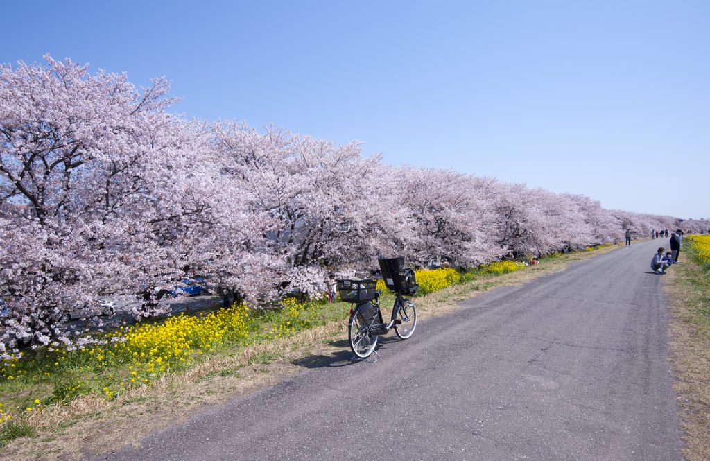 櫻堤全長2KM,共種植了500棵櫻花樹。