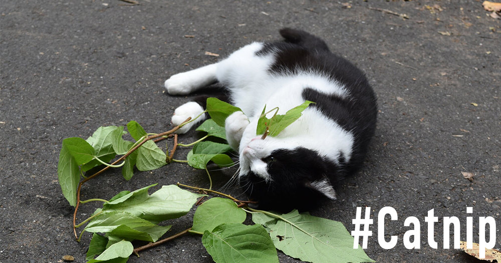 # Cover 1000×525 Right