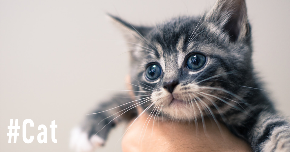 # Cover 1000×525 Left